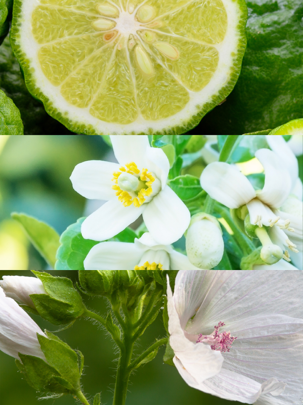 Ice pour Homme